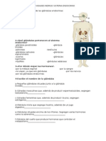 Actividades Repaso Sistema Endocrino