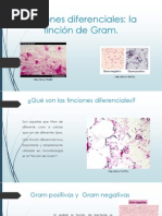 Tincion Gram