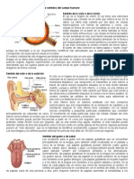 Anatomía y Estructura de Los Cinco Sentidos