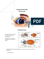 Anatomía Del Ojo Word