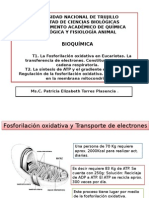 Clase 5. Fosforilación Oxidativa