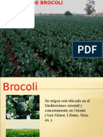 Cultivo de Brocoli