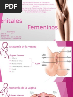 Genitales Fem