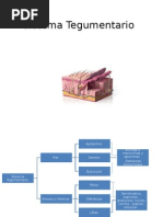 Sistema Tegumentario