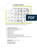 Paludismo o Malaria 