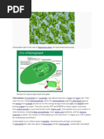 Chloroplasts Visible in The Cells Of, The Many-Fruited Thyme Moss