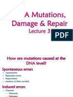 DNA+Mutations Damage Repair+3