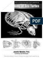 Circulatory System Turtle