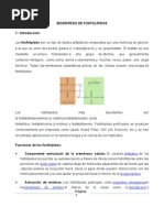 Biosintesis de Fosfolipidos y Esfingolip