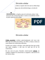 Biología - Mitosis y Meiosis