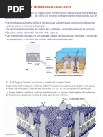 Membrana Celular