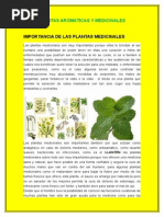 Importancia de Las Plantas Medicinales