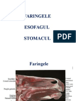 Curs 3 Faringe, Esofag, Stomacul