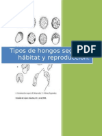 Tipos de Hongos Según Su Hábitat y Reproducción