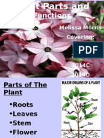  Plant Parts PowerPoint