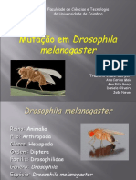 Drosophila Melanogaster