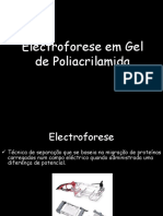 Electroforese em Gel de Poliacrilamida