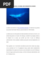 Ballena Azul