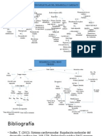 Mapas Conceptuales: Desarrollo de Seno Venoso y Regulación Molecular Del Desarrollo Cardiaco