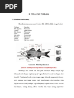 II Tinjauan Pustaka Budidaya Ikan Mas Majalaya