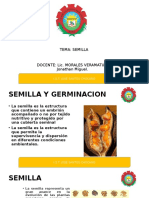 Semilla