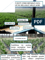 Pembibitan Di PT Asian Agri Benar