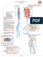 Spinal Cord