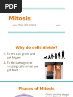 Mitosis