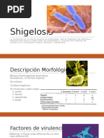 Shigelosis 