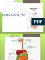 Sistema Digestivo