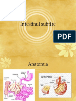 Intestinul Subtire