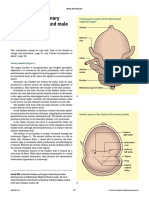 Anatomy Prostate