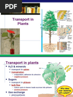 Transport in Plants: AP Biology AP Biology