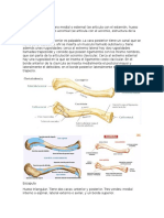 Clavícula, Omoplato y Humero