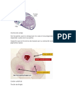 Histologia Ovarios de Coneja