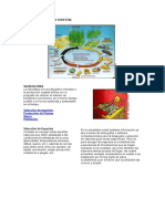 Ciclo de Producción Forestal