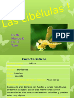 Libelulas ! - ! Taxonomia !