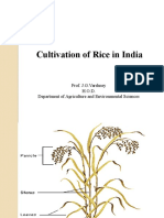 Cultivation of Rice in India