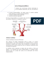 Arterias Del Tronco Braquiocefálico