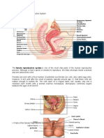 Female Reproductive System