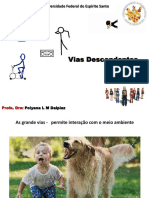 Vias Eferentes PDF