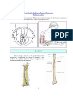 Articulaciones Radio Ulnar