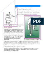 Aparato Reproductor de La Gallina