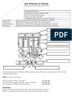 Leaf Structure Worksheet