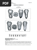 Primer Molar Mandibular