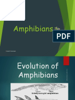 Amphibians 2