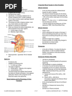 Kidneys 2 Important Blood Vessels in Urine Formation Afferent Arteriole