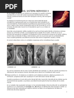 Clase 02 - Embriololgía Del SN II