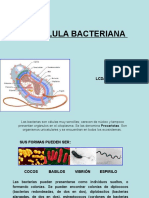 PresentacióN MICROBIOLOGIA