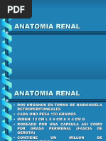 Anatomía y Fisiología Renal